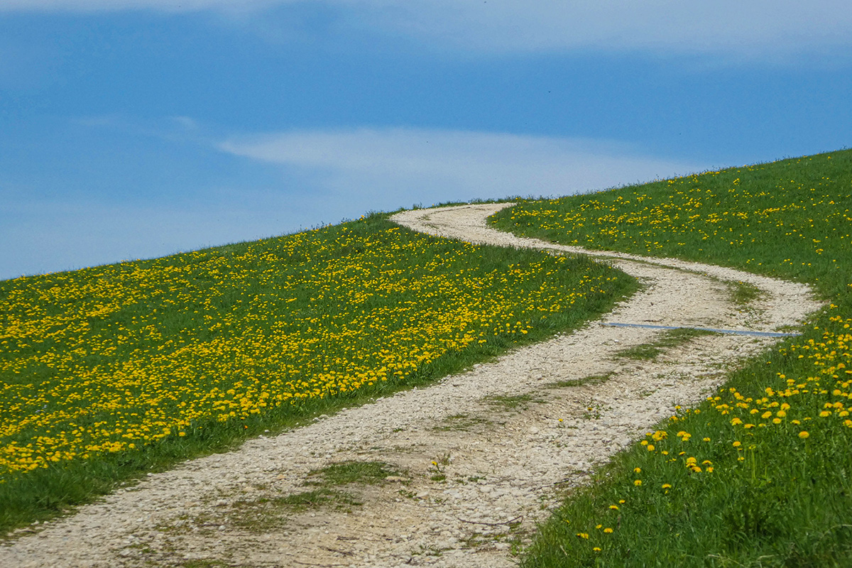 Weg führt durch grüne Wiese